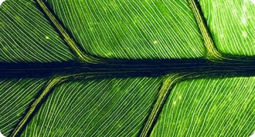 Green.jpg